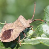 Randwanze Enoplops scapha 