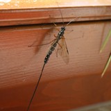 Riesenschlupfwespe 