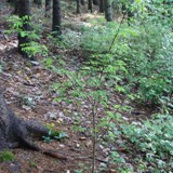 Robinia pseudoacacia Robinie 