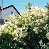 Rosa multiflora Bueschelrose