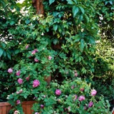 Rose am Durchgang z Holzplatz