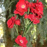 Rose an Schwarzfichte 