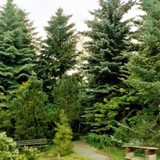 Ruhepunkte vor Koniferengruppe