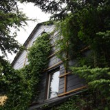 Scheune mit wilden Wein, Knoeterich u Fledermauskasten