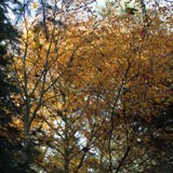 Schlitzblaettrige Buche