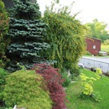 Schlitzblaettrige u Goldahorn, Zwergblaufichte u Berberitze