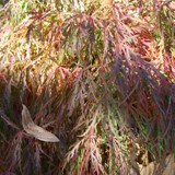 Schlitzblaettriger Ahorn Detail