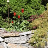 schlitzblaettriger Ahorn u Zuckerhutfichte