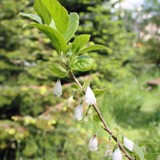 Schneegloeckchen baum Halesia carolina
