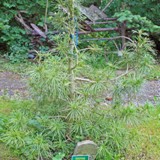 Sciadopitys verticilata Schirmtanne 