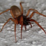 Sechsaugenspinne Dysdera crocata 