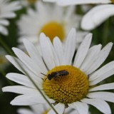 Seidenbiene Colletes daviesanus  auf Marg  