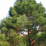 Sequoiadendron giganteum 12 05 22 
