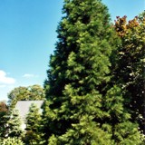 Sequoidendron giganteum Mammutbaum 2