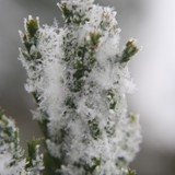 Sequoidendron giganteum Mammutbaumzweig 