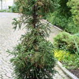 Sicheltanne 12 06 14 004