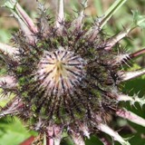 Silberdistel Knospe  