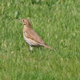 Singdrossel bei Futtersuche 