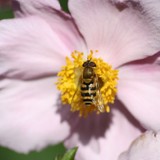 Spaete Fruehlingsschwebfliege