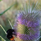 Steinhummel auf Karte 