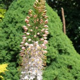 Steppenkerze 12 06 16 1