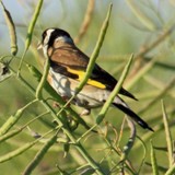 Stieglitz 12 06 18 7