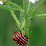 Streifenwanze Graphosoma lineatum 