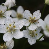 Sumpfherzblatt 11 06 30 