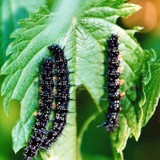 Tagpfauenauge Raupen