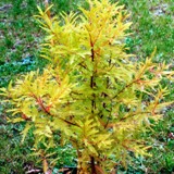 Taxodium distichum Sumpfzypresse