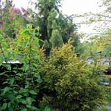 Taxus baccata Adpressa Aurea & Picea  breweriana 