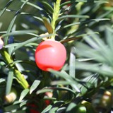 Taxus baccata Eibe 