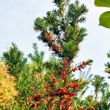Taxus baccata Eibe m Fruechten 