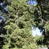 Thuja occidentalis Abendl Lebensbaum 