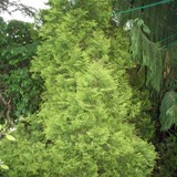 Thuja occidentalis Rheingold Goldlebensbaum 2