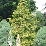 Thuja plicata Aurescens Goldspitzenlebensbaum 