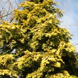 Thuja plicata Aurescens Goldspitzenlebensbaum 2 