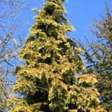 Thuja plicata Aurescens Goldspitzenlebensbaum 3 
