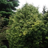 Thuja plicata Riesenlebensbaum 