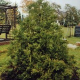 Thujopsis dolobrata Hibalebensbaum 2 