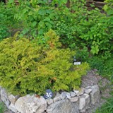 Thujopsis dolobrata nana Hibalebensbaum 