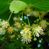 Tilia platyphyllos Sommerlinde
