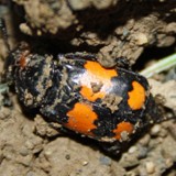 Totengraeber an Amsel
