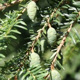 Tsuga canadensis Hemlocktanne 