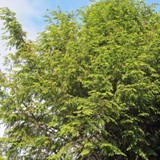 Tsuga canadensis Hemlocktanne 2 