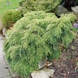 Tsuga canadensis nana Hemlocktanne  Zwerg