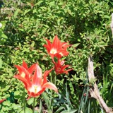 Tulpen v Spiraea bumalda 