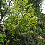 Ulmus minor Wredei Goldulme