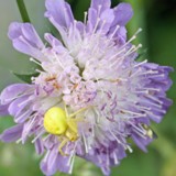 veraenderliche Krabbenspinne 1