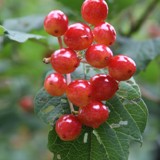 Viburnum Gem Schneeball Beeren